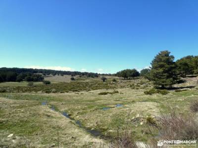 Pinar de Abantos y Zona de la Herrería del Real Sitio de San Lorenzo de El Escorial;tejo de barondil